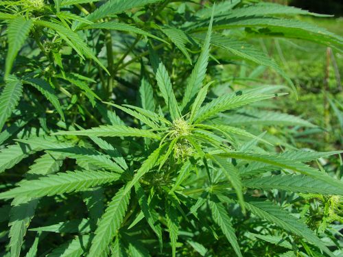 Cannabis sativaL:l’informativa della Cassazione