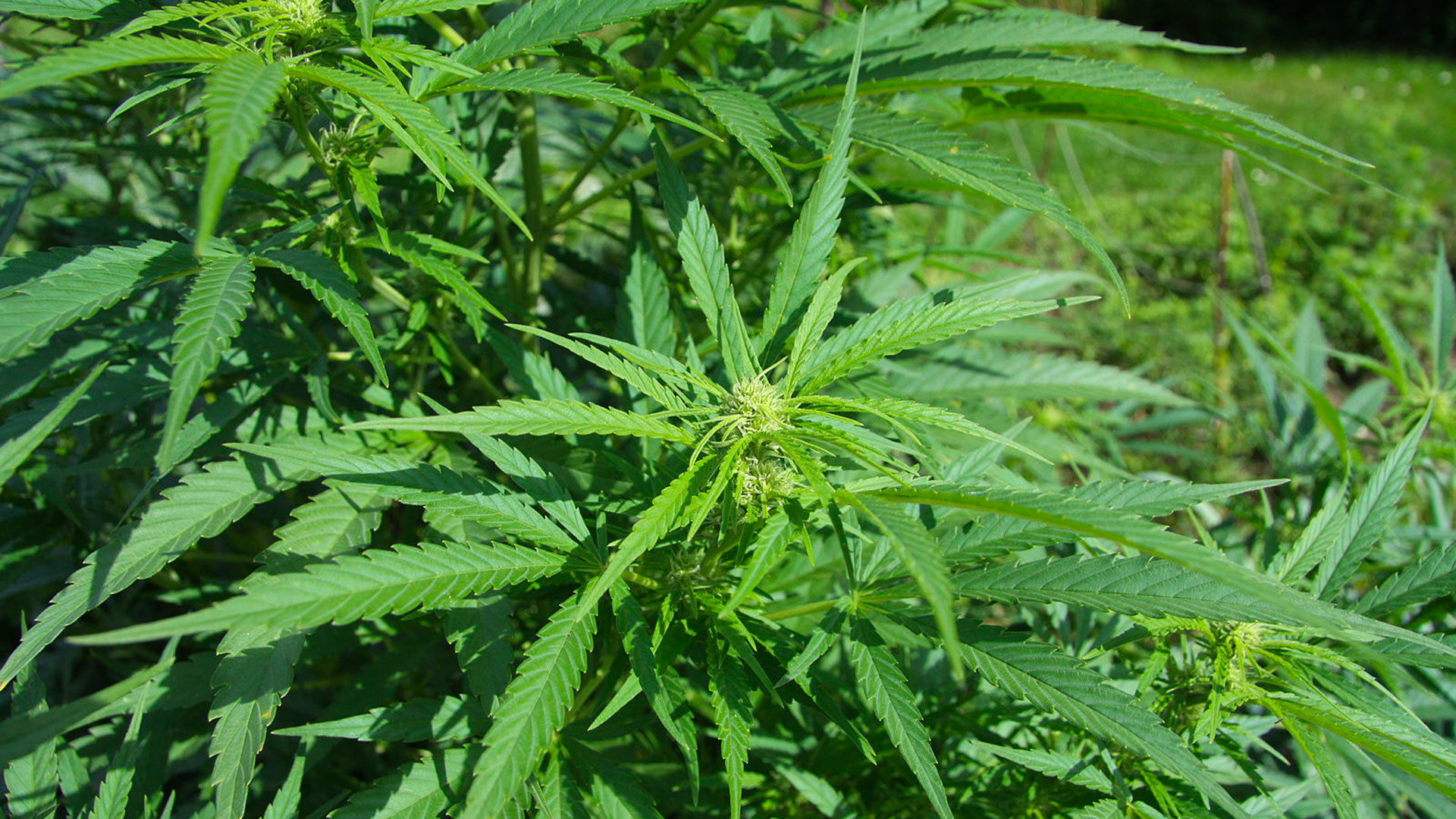 cannabis sativa l