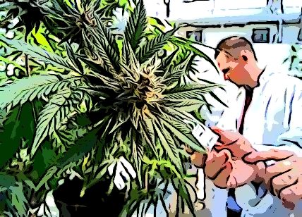 Commercializzazione della cannabis sativa l:la sentenza